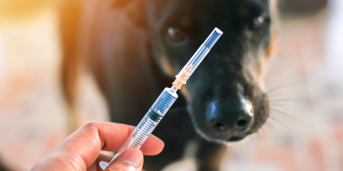 Де і коли у Вінниці безкоштовно вакцинують домашніх тварин від сказу