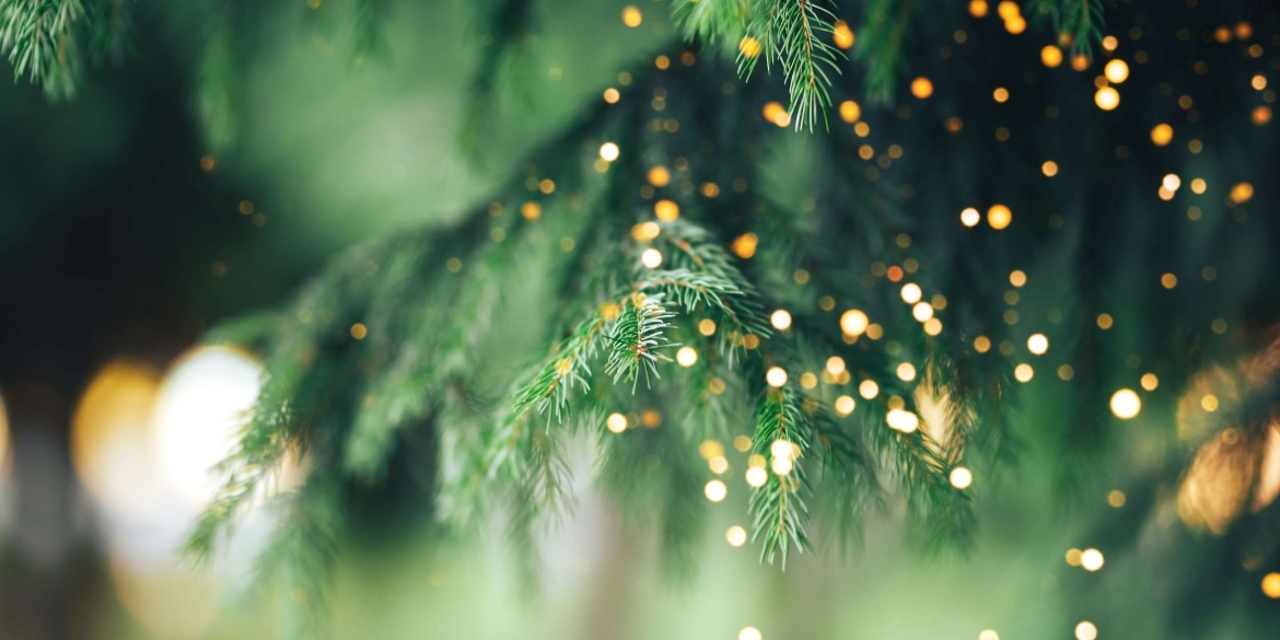 Де вінничани зможуть цього року придбати новорічні ялинки