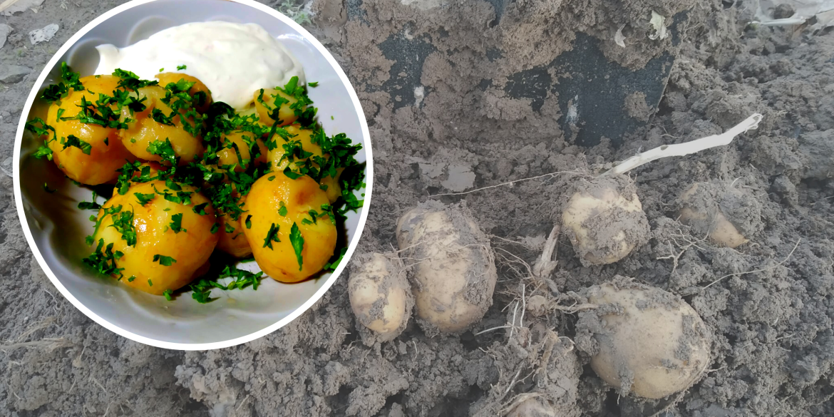 Дивовижа як вінничанин зібрав врожай молодої картоплі на Новий рік