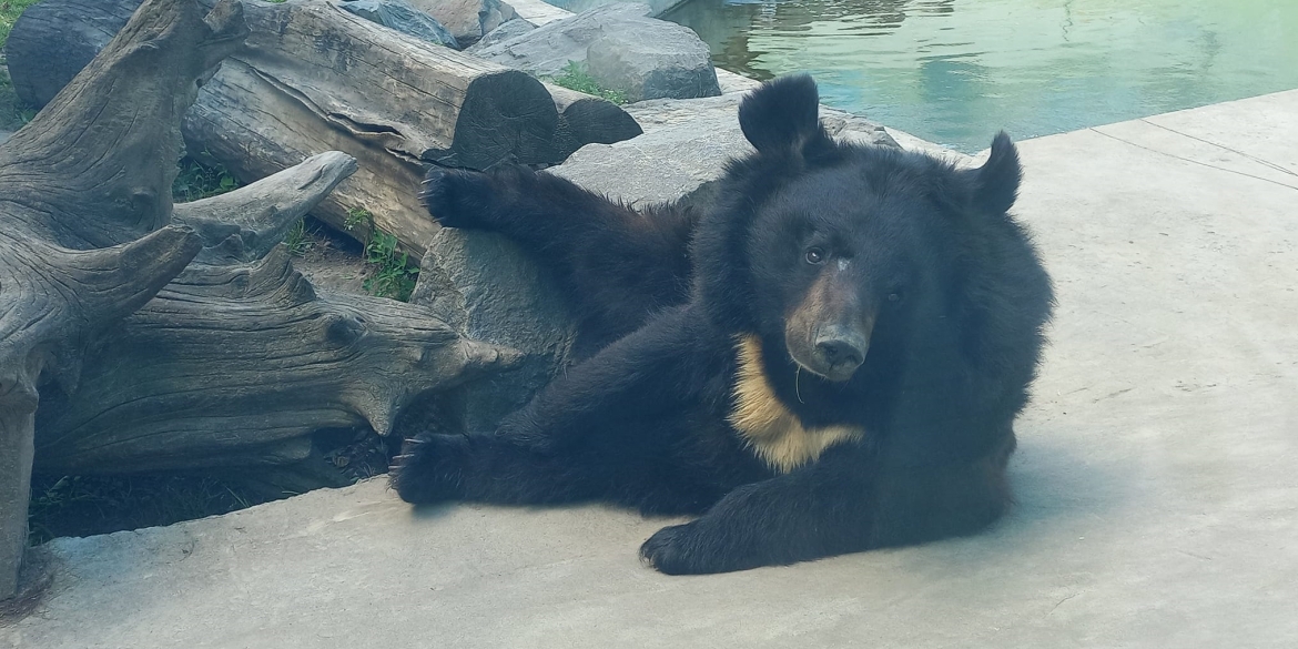 До ведмедя у вінницький зоопарк переїхала наречена з Закарпаття