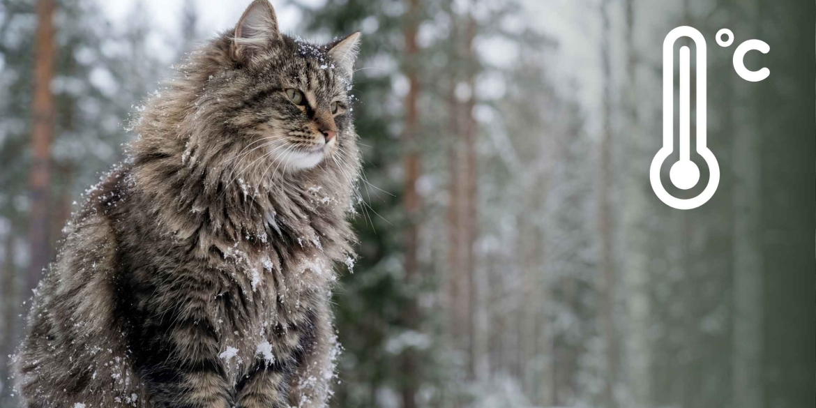 Дощ, туман і ожеледиця вінничан попереджають про погоду 28 січня