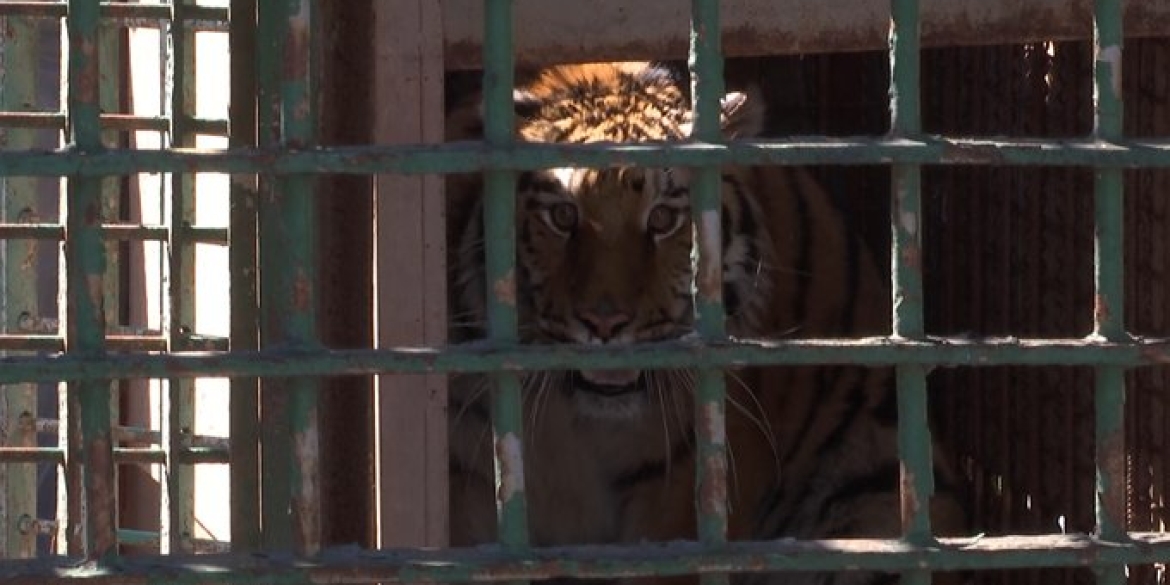 Тигрицю та ягуара з Одещини прийняв зоопарк у Вінниці | ВІТА ТБ