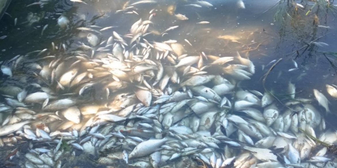 Екологи з'ясовують причини мору риби у Ладижинському водосховищі