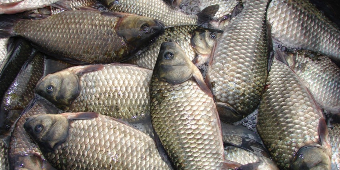 За листопад на Вінниччині рибоохоронний патруль виявив 143 порушення