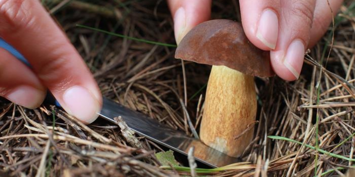 Чи безпечні гриби продають вінничанам: у місті перевірять ринки