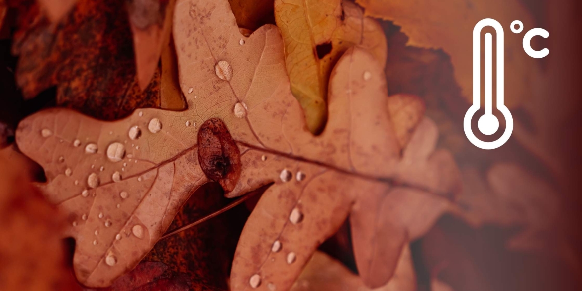 Грудень на Вінниччині почнеться з дощів, вдень 2-4° тепла