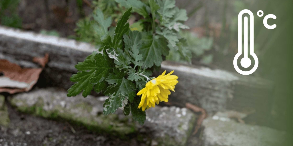 Хмарно з проясненнями - синоптики розповіли вінничанам про погоду 8 грудня
