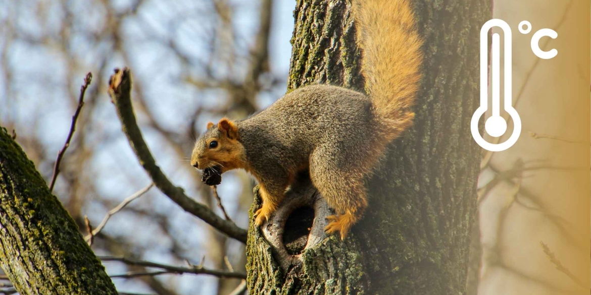 Холодні ночі, тепло вдень синоптики попередили, яку погоду чекати у Вінниці в березні