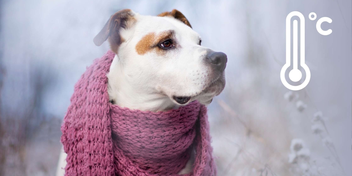 Коли мине найхолодніший період цієї зими та від чого застерігають вінничан синоптики