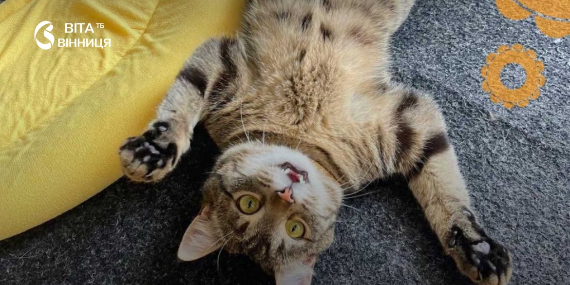 Котячі загадки й похід у котокафе дітей запрошують на екскурсію Вінницею
