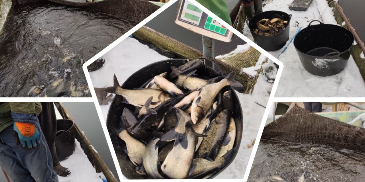 Ладижинське водосховище поповнилось на понад три тонни риби