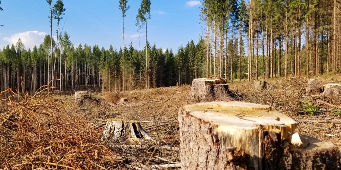 На Вінниччині чоловіка засудили на пять років позбавлення волі, за незаконну вирубку дерев 