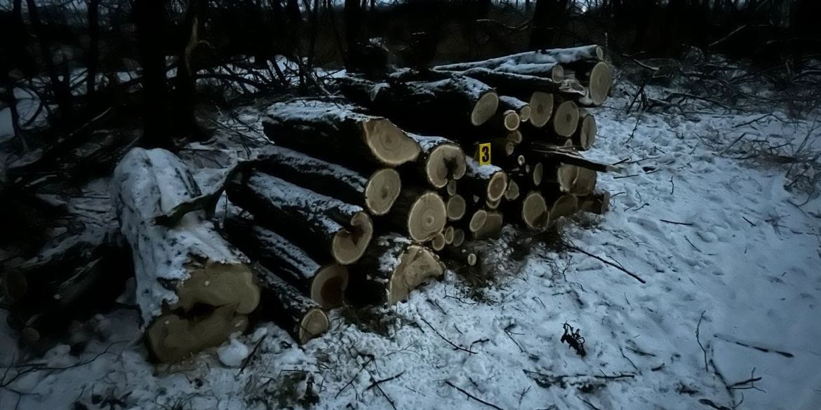 Могилів-Подільські поліцейські задокументували факт незаконної порубки деревини