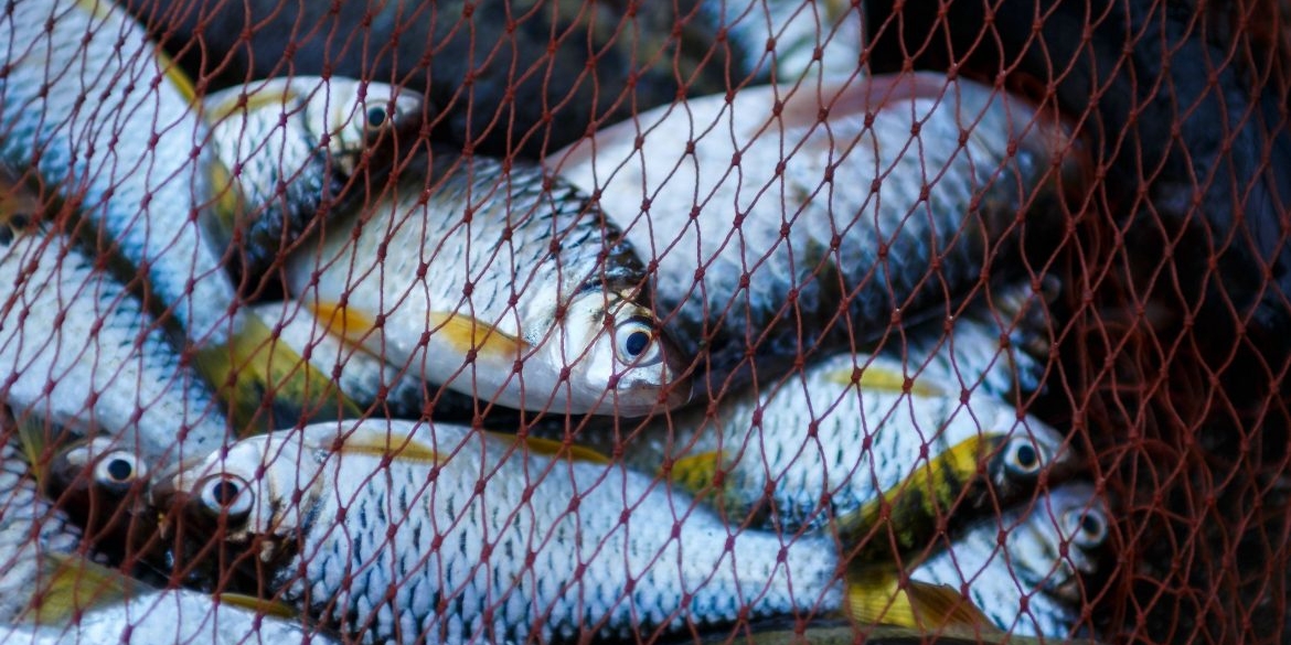 Молодики, які на Жмеринщині ловили рибу сітками, сплатять 140 тис. грн збитків