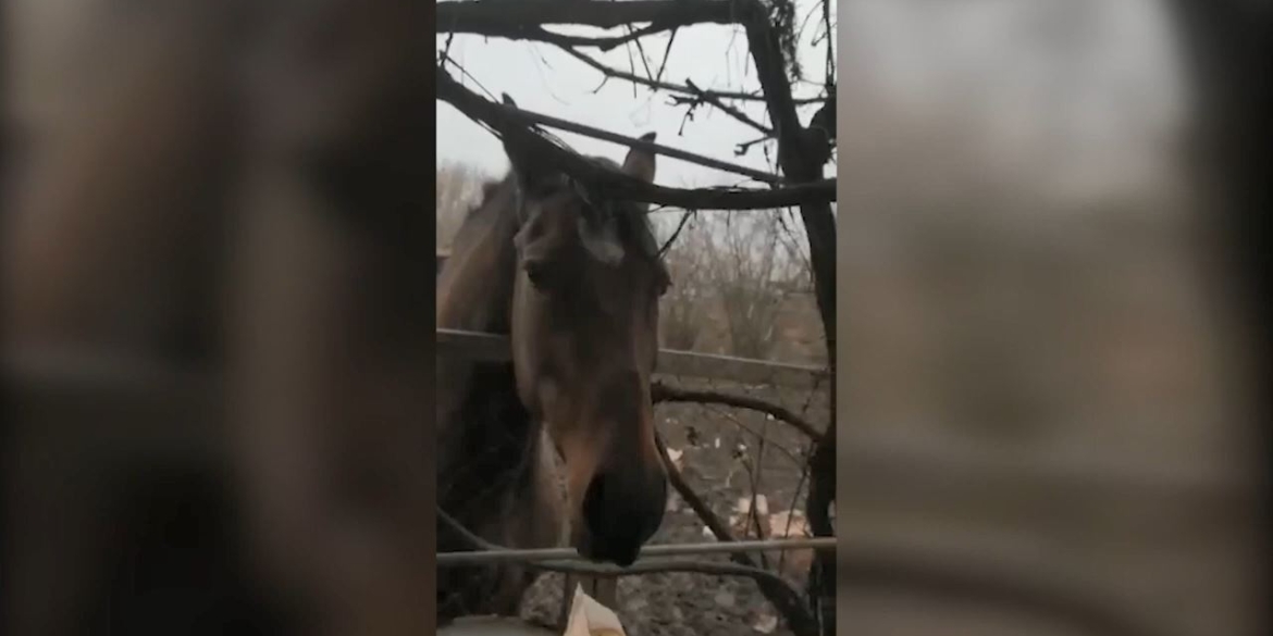 На околицях Бахмута вінницькі прикордонники підгодовують Голубку