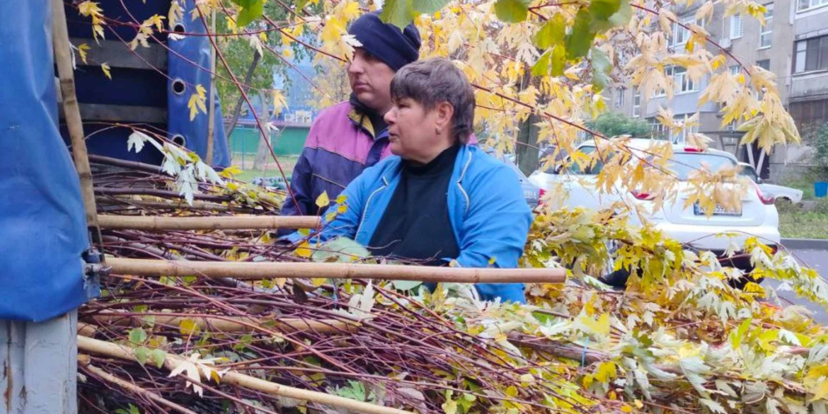 На прибудинкових територіях Вінниці висадять 500 дерев - горобину, клени, липи, берези…