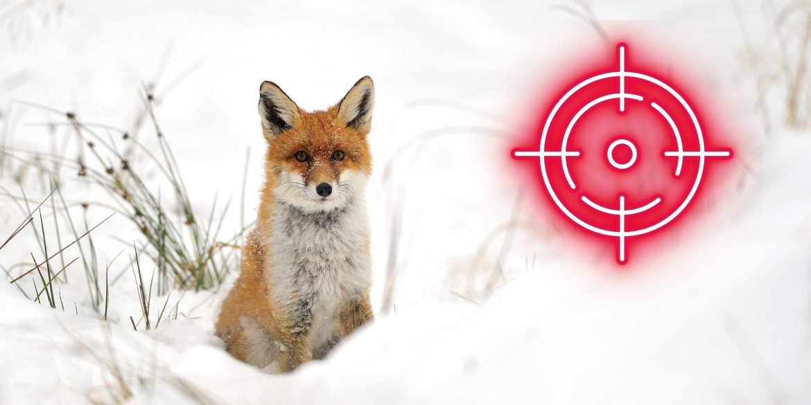 На території мисливських угідь Тульчинщини два дні триватиме відстріл хижаків