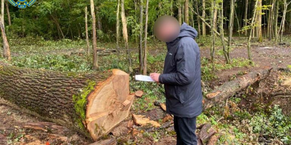 На Вінниччині через недбалість вирубали дерев на майже 900 тис. грн