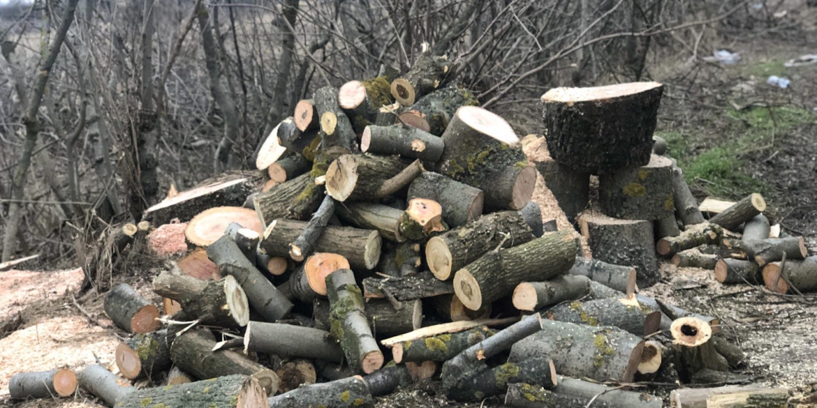 На Вінниччині лісник вирубав дерева на півмільйона гривень