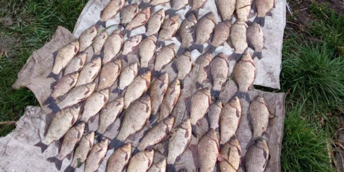 На Вінниччині менш ніж за місяць рибалки завдали збитків на 13 млн грн
