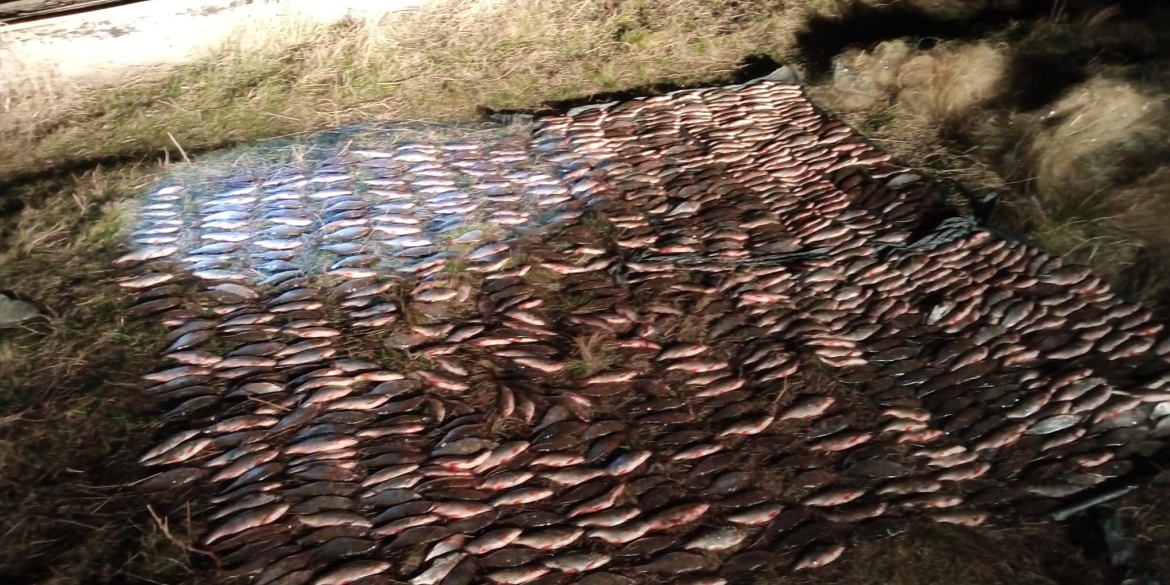 На Вінниччині молодики сітками наловили риби на понад 1,2 млн грн