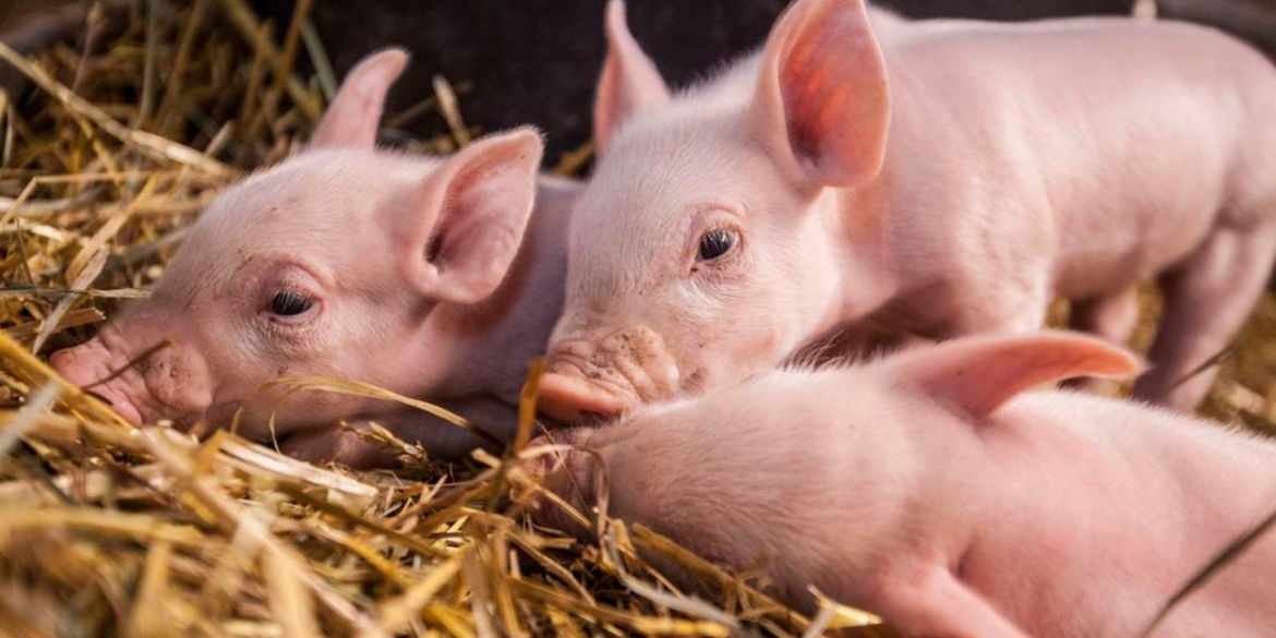 Господарство на Вінниччині, де тримали свиней без належних документів, відповідатиме перед законом
