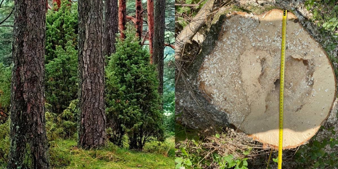 На Вінниччині судитимуть злочинну групу - вирубали дерев на мільйон гривень