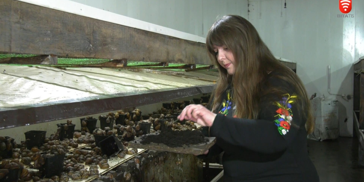 На Вінниччині вирощують равликів для європейських гурманів