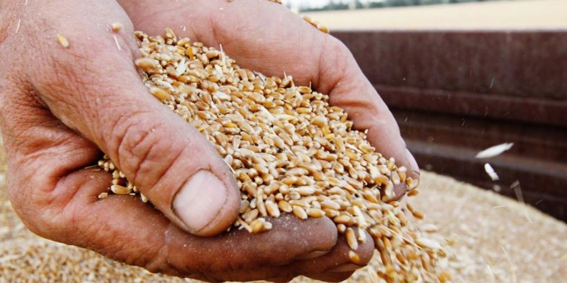 На Вінниччині вже намолотили майже 400 тис. тонн раннього зерна