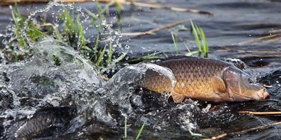 На Вінниччині  з 1 квітня вводять заборону на вилов риби та раків