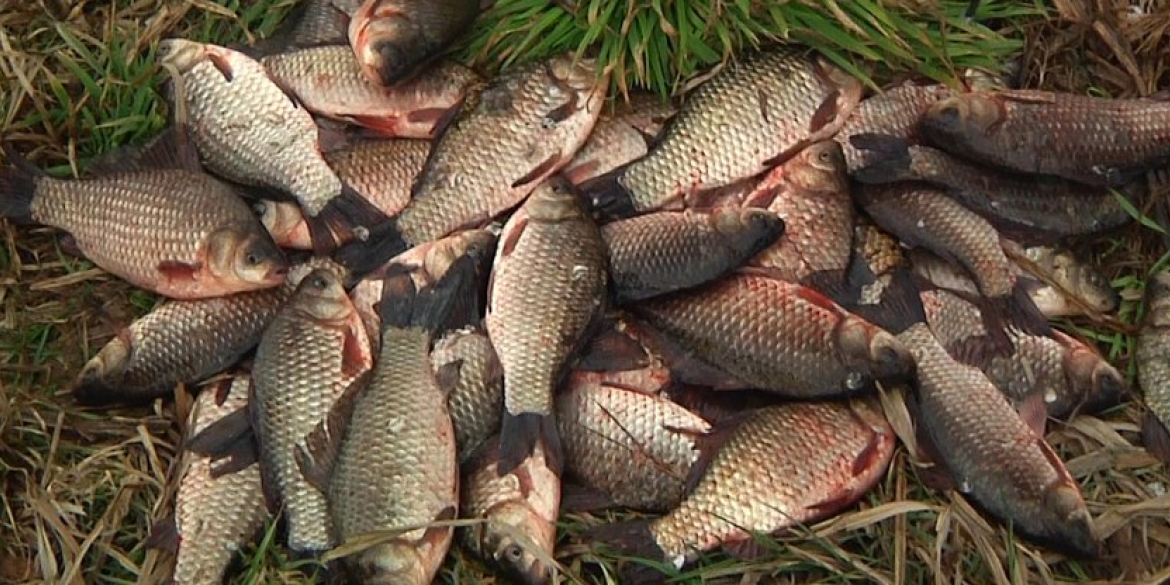 На Вінниччині за місяць рибному господарству завдавали збитків на 55 тис. грн