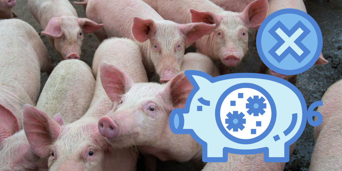 На Вінниччині зафіксували спалах чуми свиней