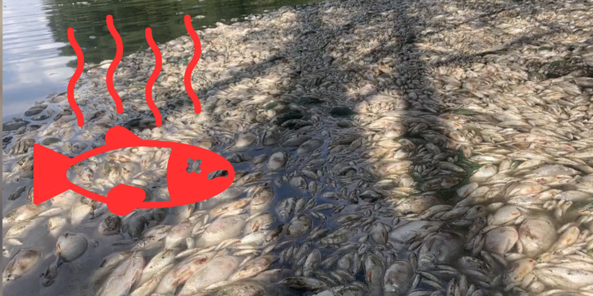 На Вінниччині загинули тонни риби у селі Степашки та на Ладижинському водосховищі
