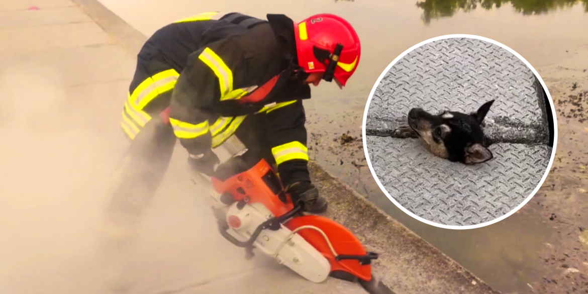 На Вінницькій набережній рятувальники діставали з бетонної пастки собаку