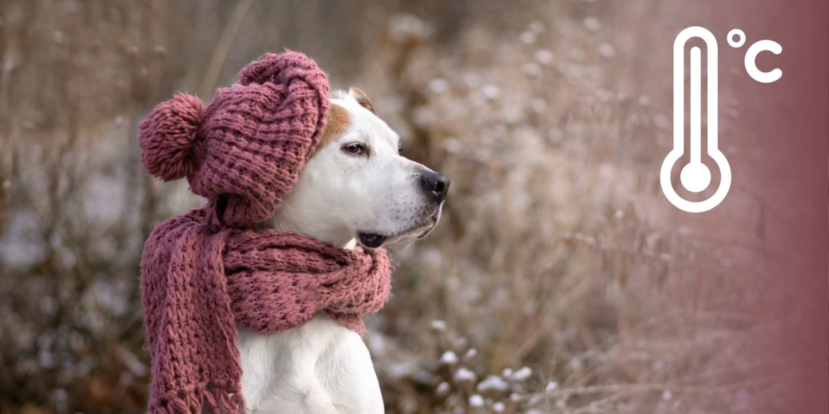 На Вінниччині 19 грудня очікується прохолодна погода, без опадів