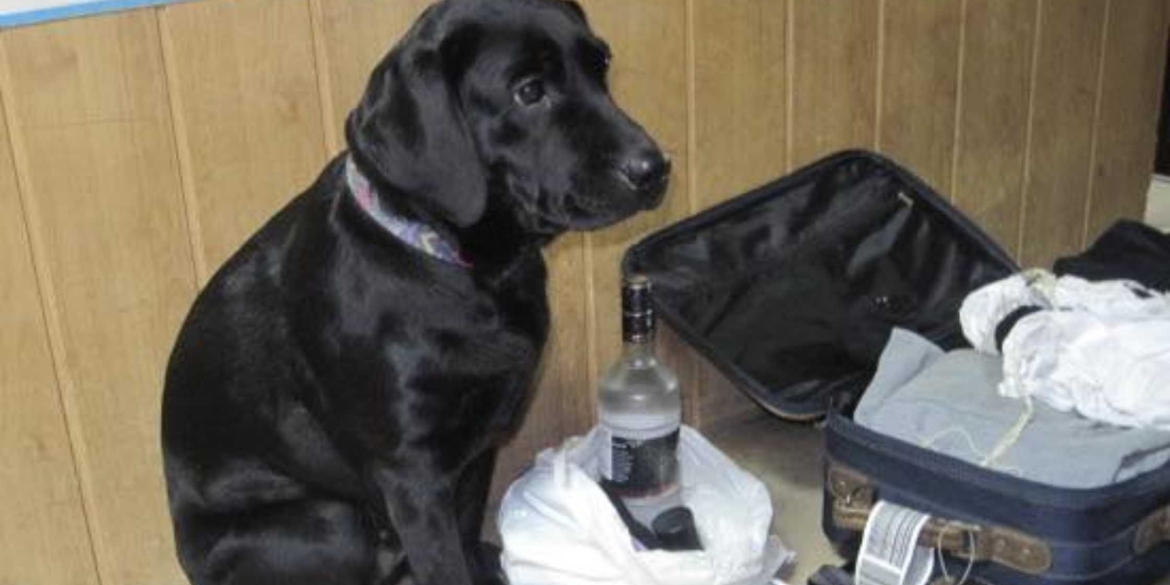 На Вінниччині чотирилапий митник допоміг виявити приховані наркотики