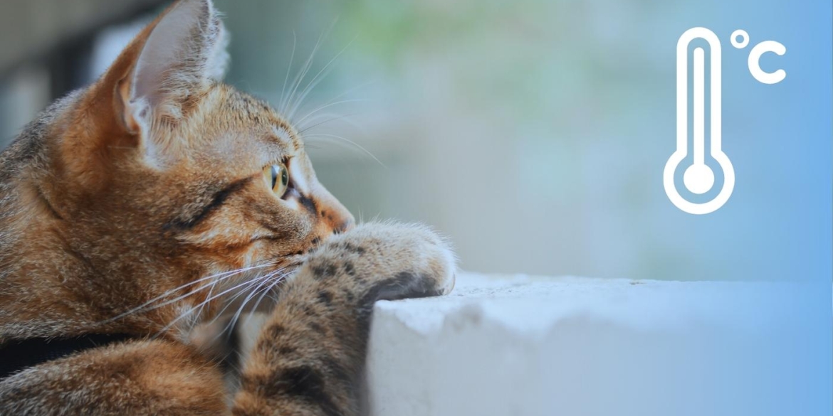 На Вінниччині обіцяють суттєве потепління чи вплине на зміну погоди поривчастий вітер