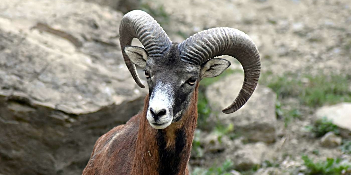 На Вінниччині побільшало муфлонів і зайців, але стало менше оленів і кабанів