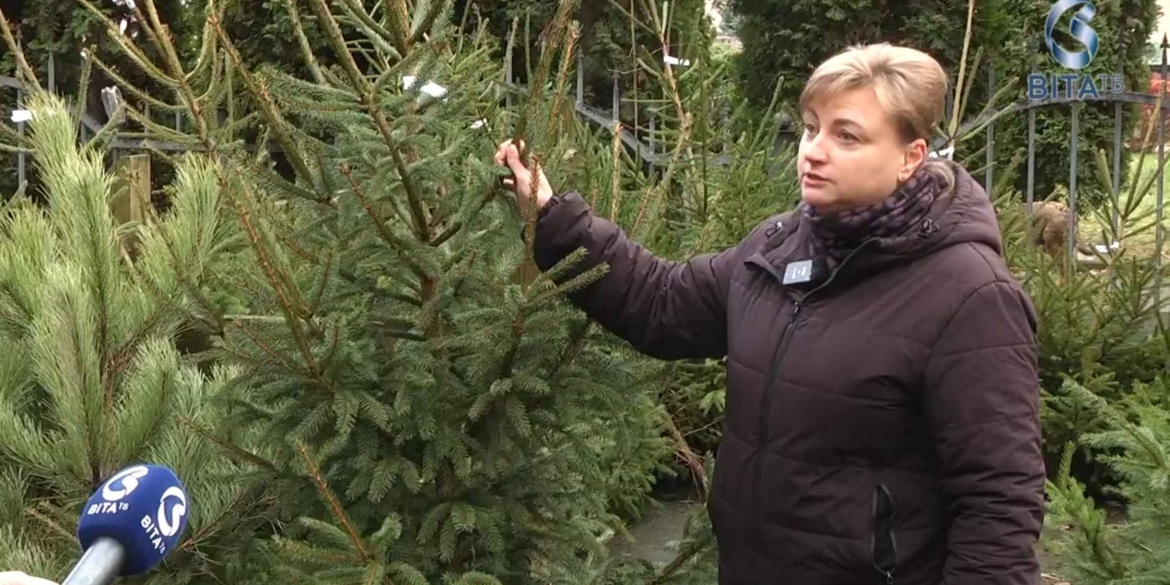 На Вінниччині стартував сезон продажу новорічних ялинок ціни - від 150 грн