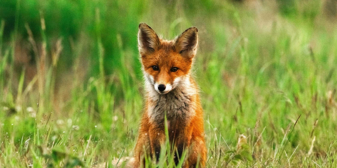 На Вінниччині стартує профілактика сказу серед диких тварин
