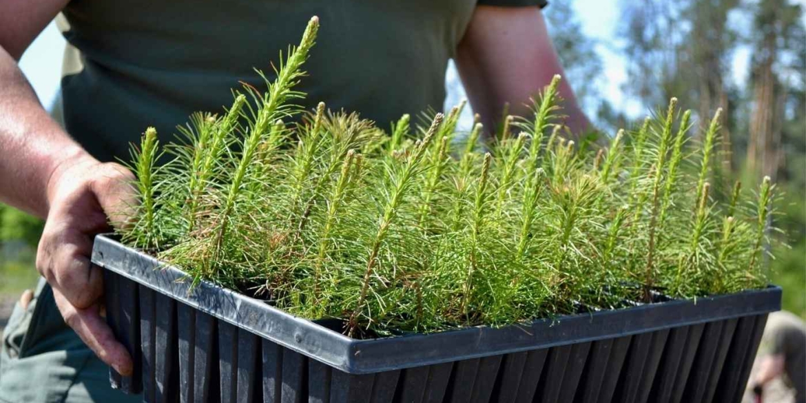 На Вінниччині цьогоріч відновлюватимуть ліс на понад 550 гектарах