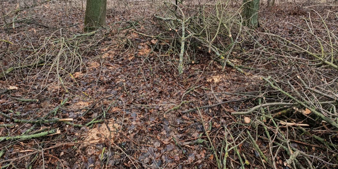 На Вінниччині виявили незаконну рубку дерев у захисній лісосмузі