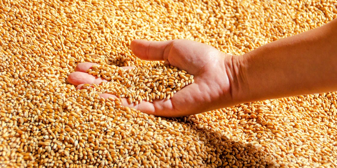 На Вінниччині вже понад 300 тисяч гектарів землі засіяли озимими зерновими