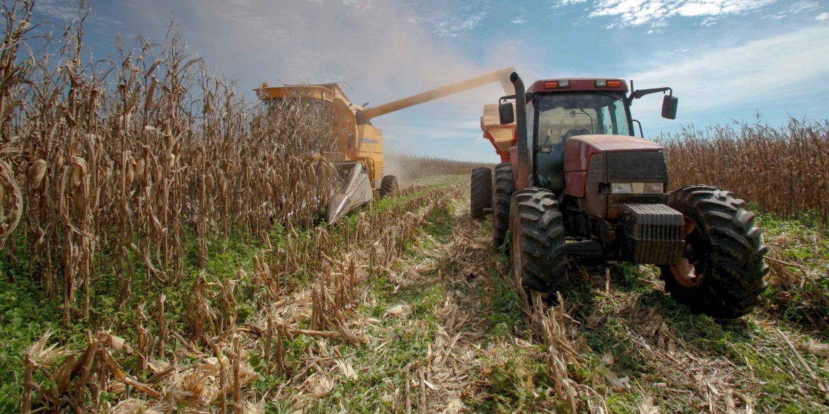 На Вінниччині завершують польові роботи до збирання залишилось 46 тис. га. кукурудзи