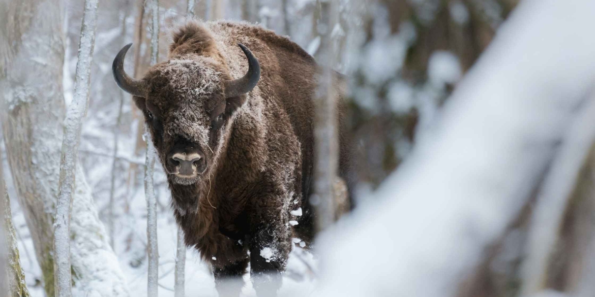 На Вінниччині завершили зимовий облік зубрів підрахували популяцію, яка занесена до Червоної книги