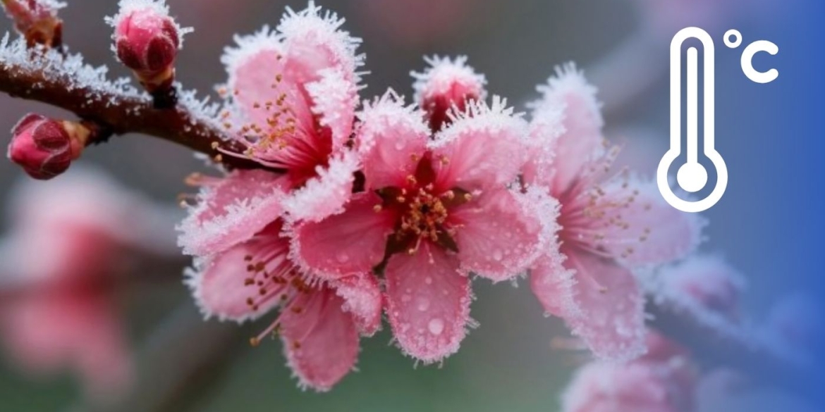 На Вінниччину йдуть сильні заморозки до -5° скільки ще чекати на потепління