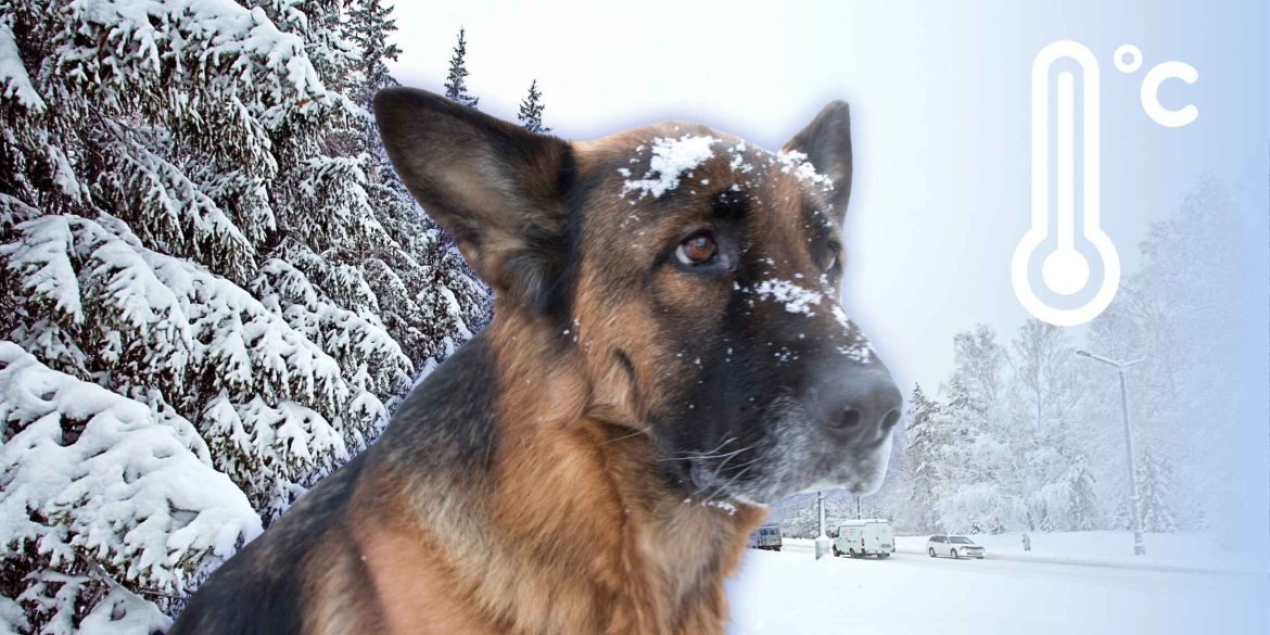 На Вінницю знову насувається арктичний холод вже за кілька днів вночі буде до -17° морозу