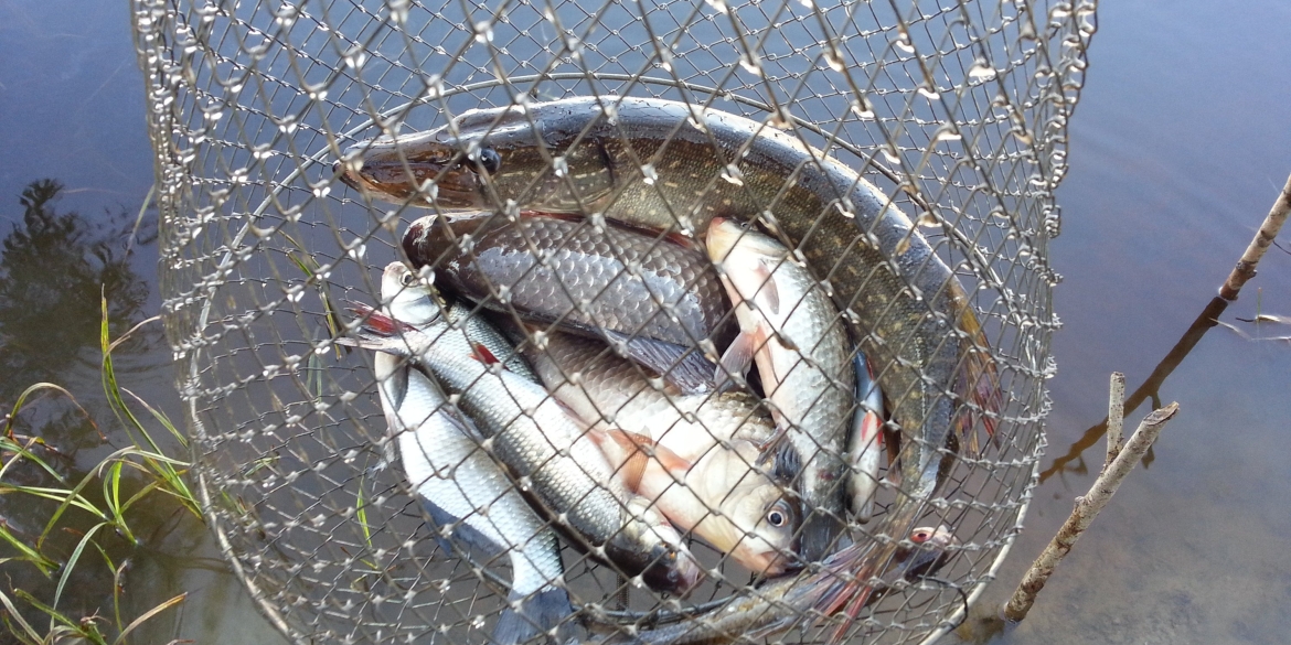 На Жмеринщині недобросовісний рибалка завдав збитків на понад 130 тис. грн