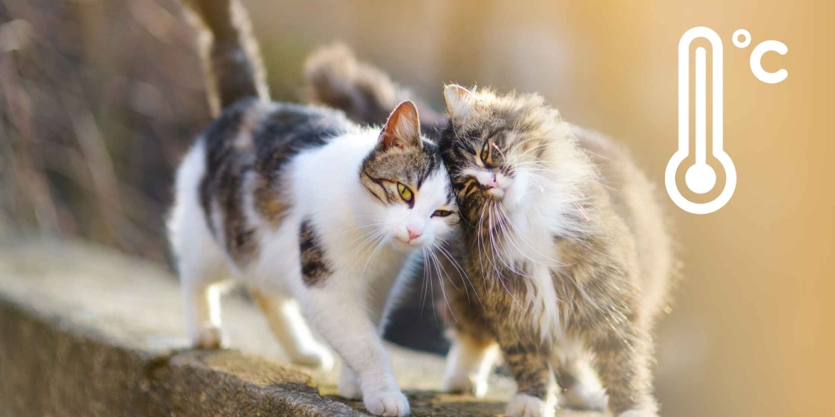Найтеплішим днем тижня буде четвер — обіцяють вінничанам метеорологи