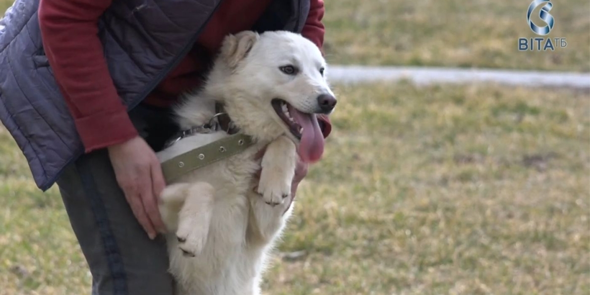 Неймовірно зворушливі історії собак із вінницького муніципального притулку для тварин